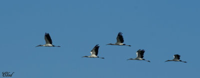 Tantales d'Amrique - Wood Storks