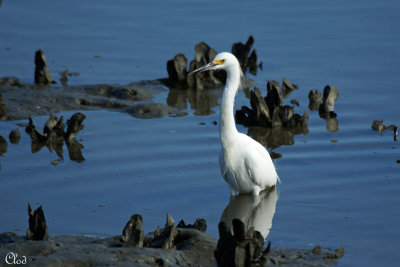 Aigrette neigeuse - Snowy Egret