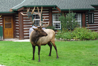 Wapiti - Elk