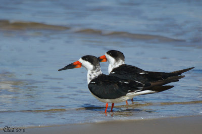 Bec-en-ciseaux noir - Black Skimmer