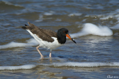 Hutrier d'Amrique - American Oystercatcher