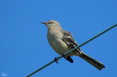 Moqueur polyglotte - Northern Mockingbird