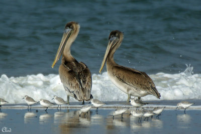 Plicans brun et Bcasseaux Sanderling - Brown Pelicans and Sanderlings