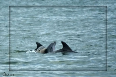 Dauphins  gros nez - Bottlenose Dolphins