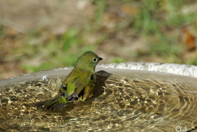 Passerin nonpareil - Painted Bunting (femelle)