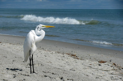 Grande aigrette - Great Egret 