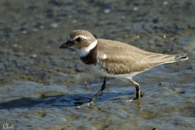 Pluvier semipalm - Semipalmated Plover