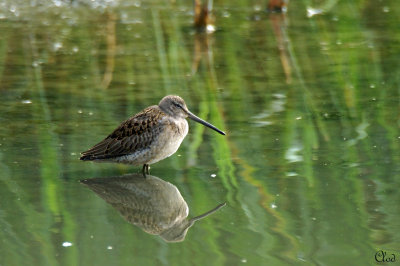 Bécassin roux - Short-billed Dowitcher