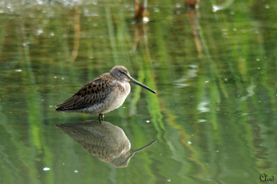 Bcassin roux - Short-billed Dowitcher