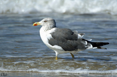 Goland brun - Lesser Black-backed Gull 