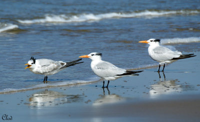 Sternes royales -Royal Terns