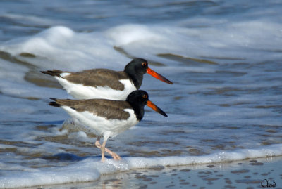 Huitrier d'Amrique - American Oystercatcher 