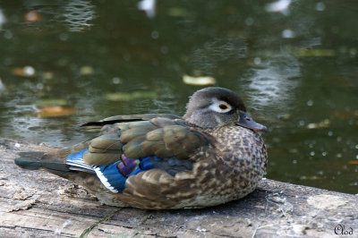 Canard branchu (jeune mâle) - Wood duck (young male)