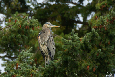 Grand Héron - Great blue heron