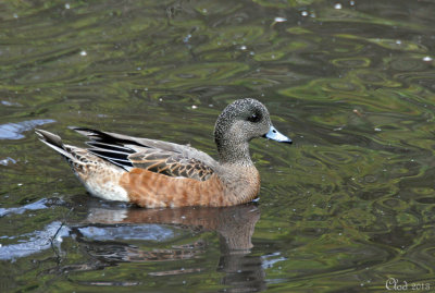 Canard d'Amérique - American Wigeon