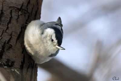 Sittelle  poitrine blanche - White-breasted Nuthatch