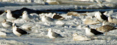 Goélands bourgmestre, marin ....et arctique ? - Glaucous, Great Black-Backed ...and Iceland Gulls ?