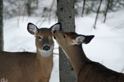 Cerfs de Virginie - White-tailed Deers 