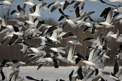 Goélands- Gulls