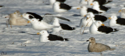Goéland arctique (1er hiver) - Iceland Gull