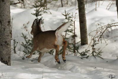 Cerf de Virginie - White-tailed Deer
