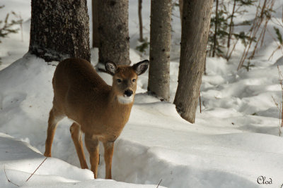 Cerfs de Virginie - White-tailed Deers 