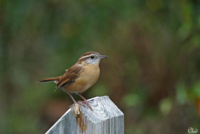 Troglodyte de Caroline - Carolina Wren