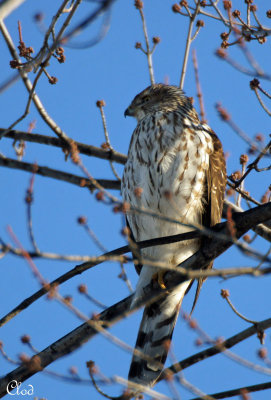 Épervier de Cooper - Cooper's Hawk (juvenile)