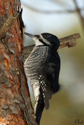 Pic  dos noir - Black-backed Woodpecker