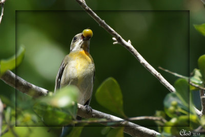 Zna  tte raye - Western stripe-headed Tanager