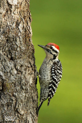 Pic arlequin - Ladder-backed woodpecker