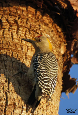 Pic  front dor - Golden-fronted Woodpecker