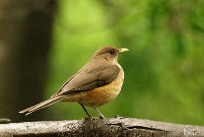 Merle fauve - Clay-colored robin