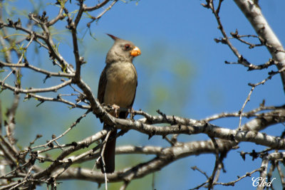 Cardinal pyrrhuloxia (femelle) - Pyrrhuloxia (fem)