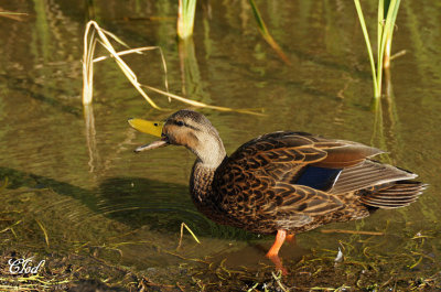Canard brun - Mottled duck