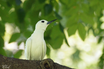 Gygis blanche - White Tern