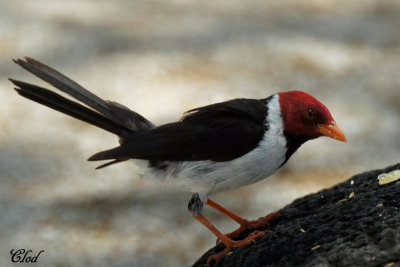 Paroare  bec jaune - Yellow-billed Cardinal