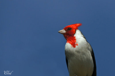 Paroare hupp - Red-crested Cardinal