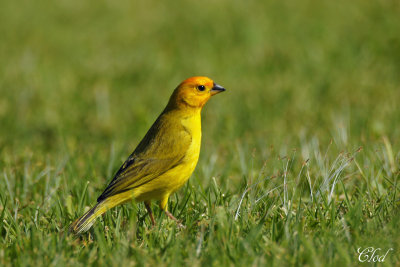 Sicale bouton-d'or - Saffron Finch