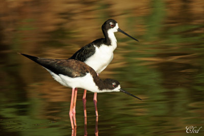 chasses d'Amrique - Hawaiian Stilt