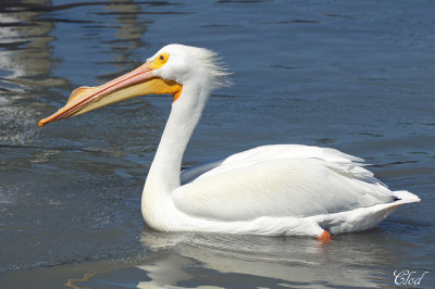 Plican blanc - White Pelican