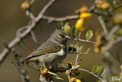 Amakihi d'Hawaii - Hawaii Amakihi (juvenile)