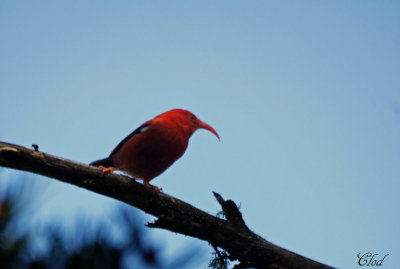 I'iwi rouge - I'iwi
