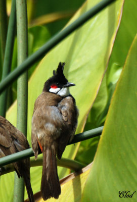 Bulbul orphe - Red-whiskered Bulbul