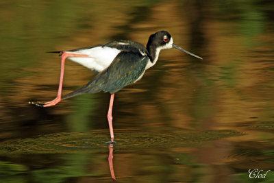 chasse d'Amrique - Hawaian Stilt