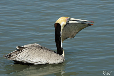 Plican brun - Brown Pelican