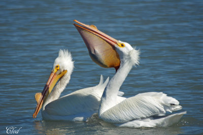 Plicans blanc - White Pelicans