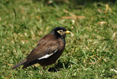 Martin triste - Common Myna