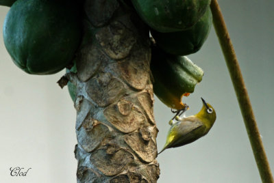 Zostrops du Japon - Japanese White-eye