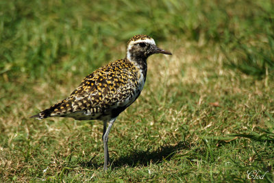 Pluvier fauve - Pacific Golden Plover